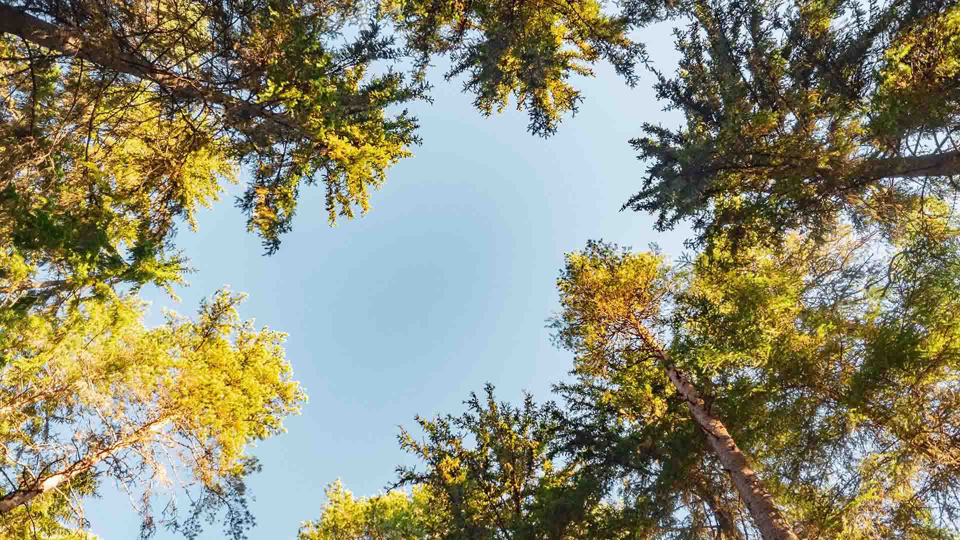 Havupuiden latvat kesäisen sinistä taivasta kohti.
