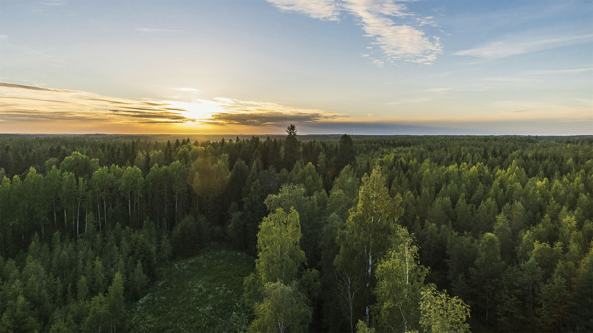 Suomalainen sekametsä kesäisessä auringonnousussa.