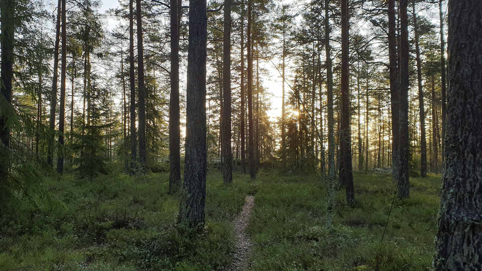 Suomalainen metsä kesällä auringonlaskussa.