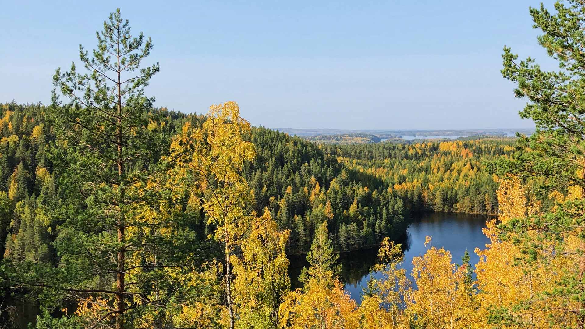 Syksyinen ruskansävyinen sekametsä kuvattuna ylhäältäpäin.