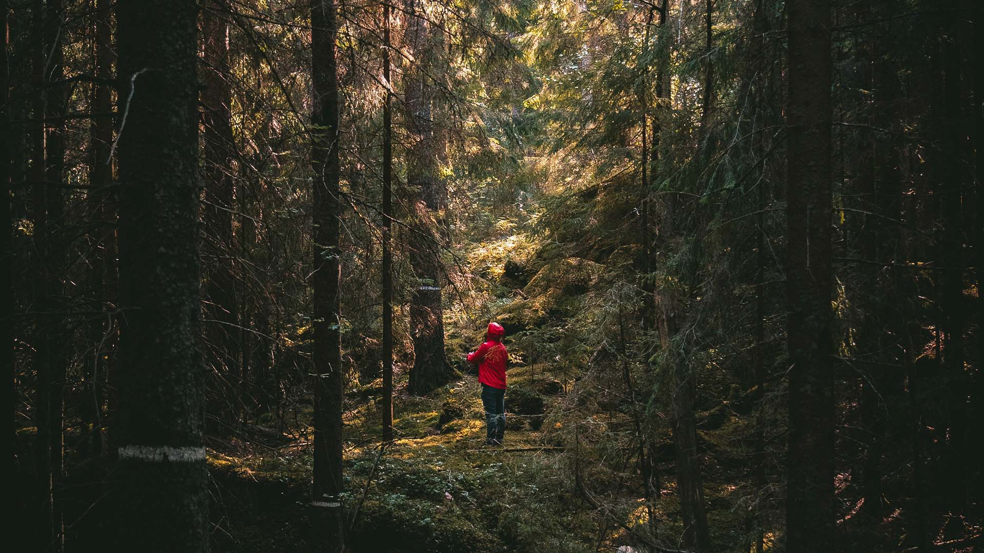 Ulkoilija punaisessa takissa, keskellä kuusimetsää.